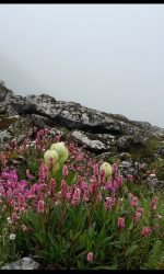Brahma Kamal|Saussurea obvallata |Family: Asteraceae (Sunflower family) @Hemkund Sahib