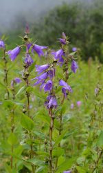 campanula-latifolia1_orig