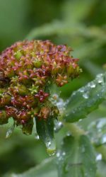 Toothed Rhodiola |Rhodiola heterodonta| Family: Crassulaceae (Sedum family)